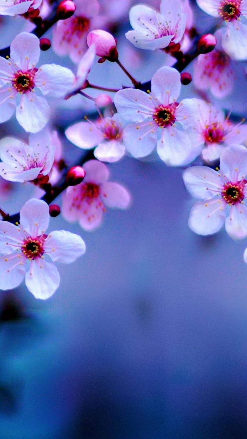 Cherry Blossom Night 1183 [] na telefon komórkowy i tablet. Przeglądaj tło kwiatu wiśni. Kwiat wiśni na ściany, japońskie kwiaty wiśni Tapeta na telefon HD