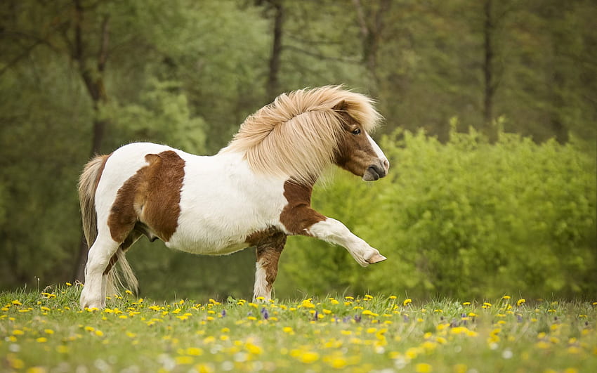 Pony, small horse, forest, green grass, cute HD wallpaper