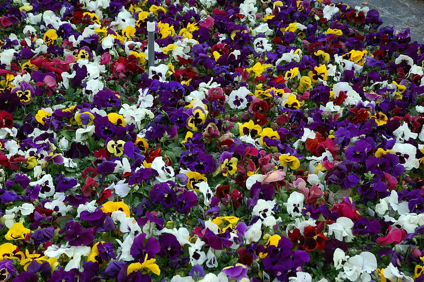 Pensamientos, violetas , Muchos, Flor, Naturaleza, Flor Tumblr, Flores, Stock, 2436 - The, Floral Tumblr fondo de pantalla