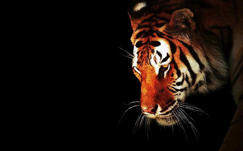 Amazing White Tiger New Stylish 1024×768, Epischer Tiger HD-Hintergrundbild