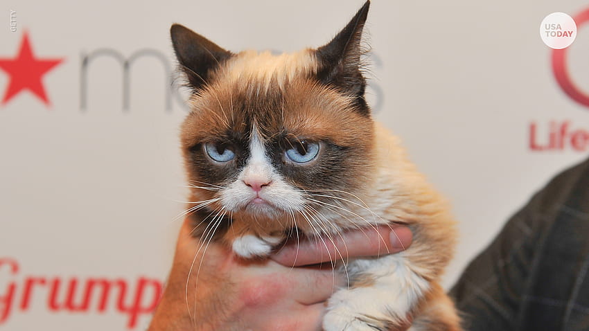 Grumpy cat dead at 7: Какво може би не сте знаели за мем звездата Angry Cat HD тапет