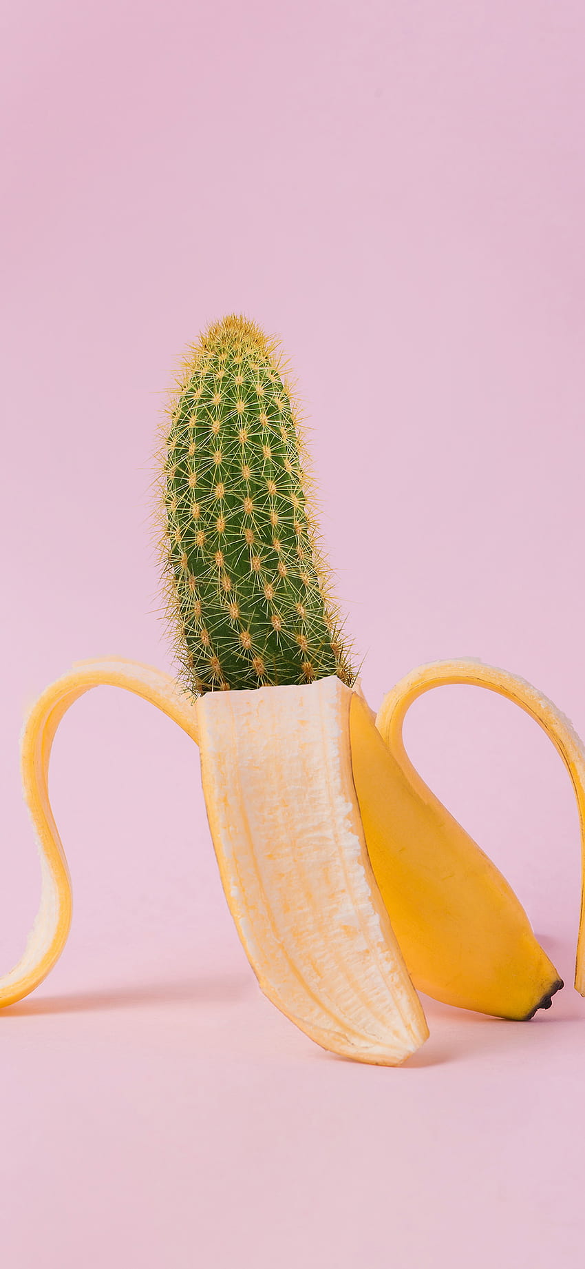 Art Banana Cactus, Small Cactus HD phone wallpaper