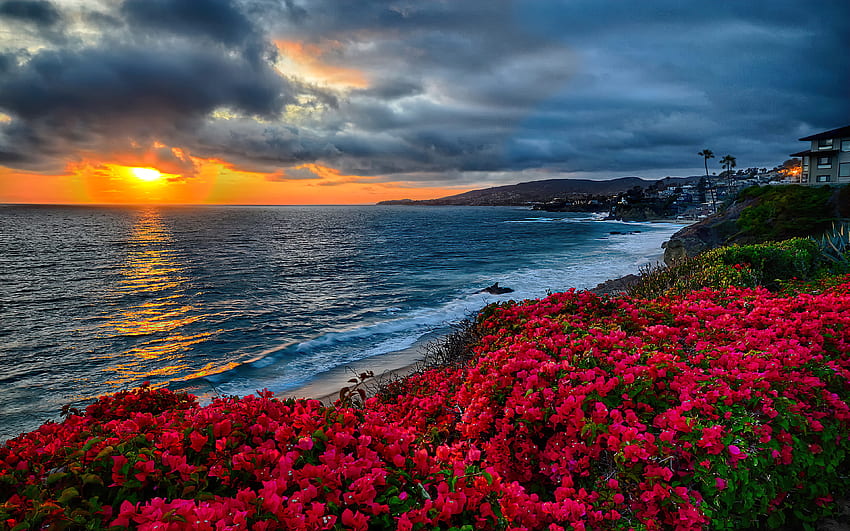 Крайбрежни диви цветя по залез, красиво, небе, залез, море, крайбрежие, плаж, вълни, цъфтят, облаци, лагуна, цветя, Калифорния, вечер HD тапет