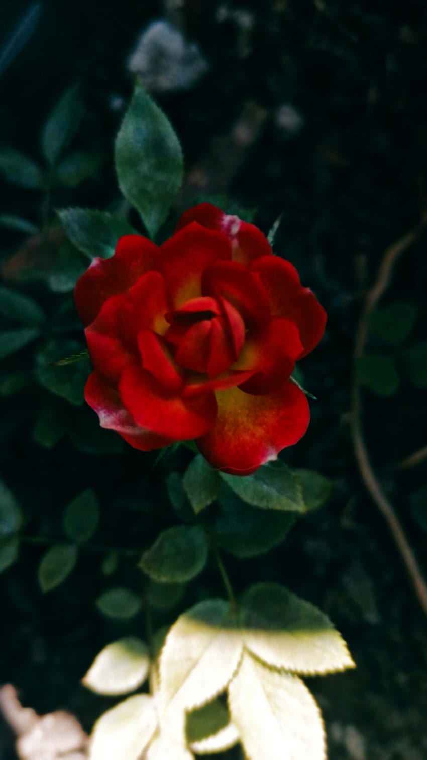 Rosa, hybrid_tea_rose, petalo Sfondo del telefono HD