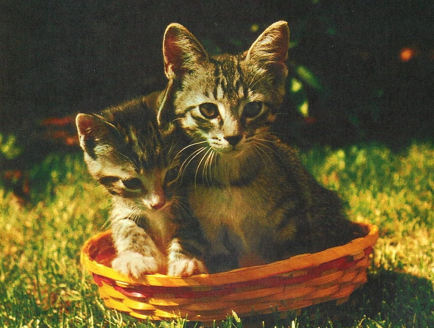 Maine Coon kittens in a basket, basket, cute, feline, maine coon, paws, kittens HD wallpaper