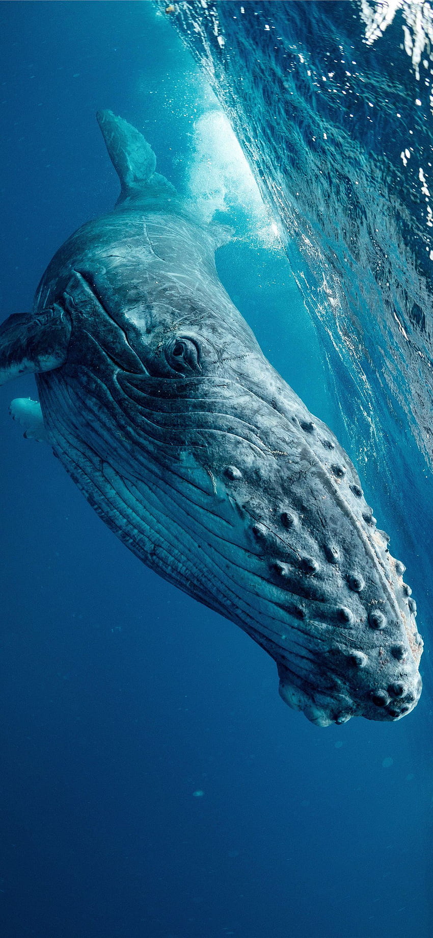El mejor iPhone de ballena jorobada, Cool Whale fondo de pantalla del teléfono