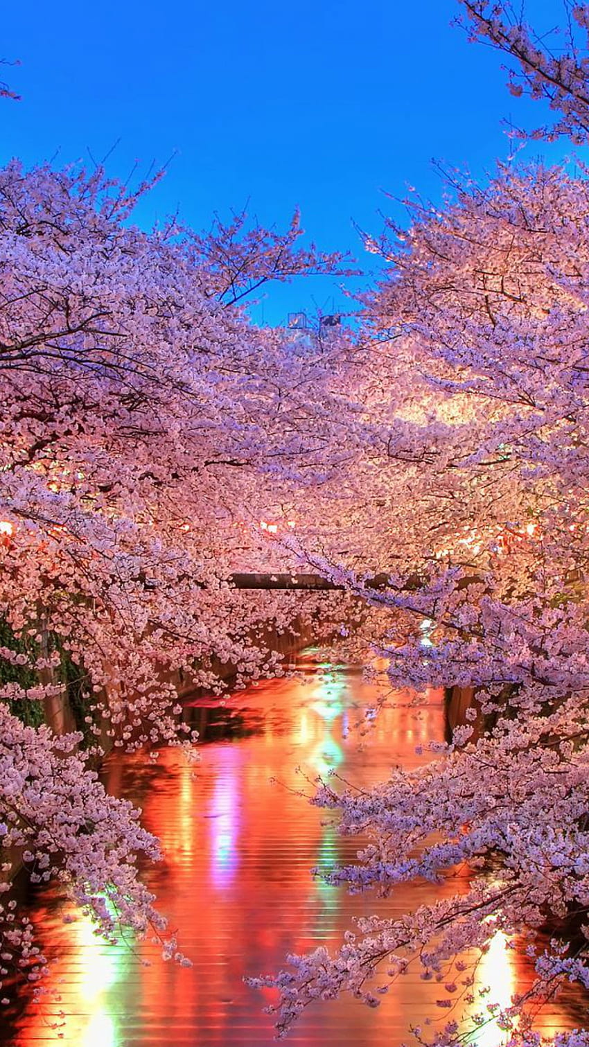 O hanami Blossom Sakura Japan Ultra [] para tu móvil y tableta. Explora Japón. Japonés, Naturaleza, Japón Teléfono fondo de pantalla del teléfono