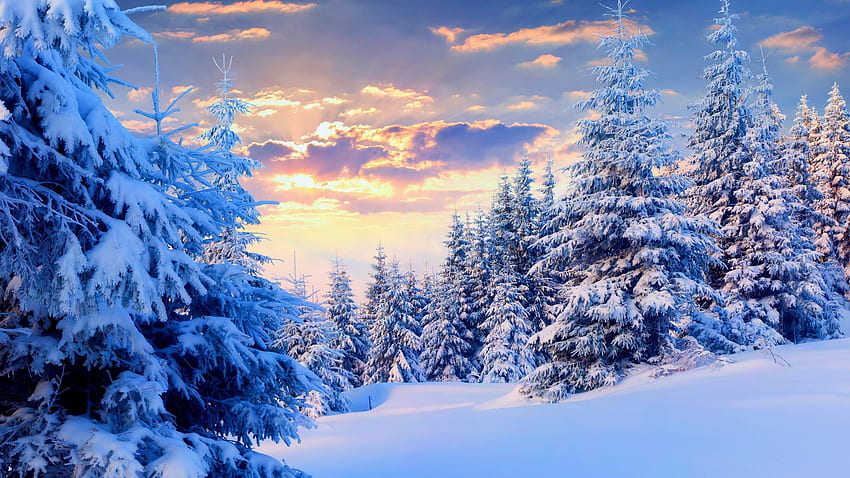 Firs Under Snow Forest PC и Mac, 2560X1440 Сняг HD тапет