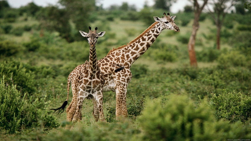Bambini, giraffe, natura, fauna selvatica, animali Sfondo HD