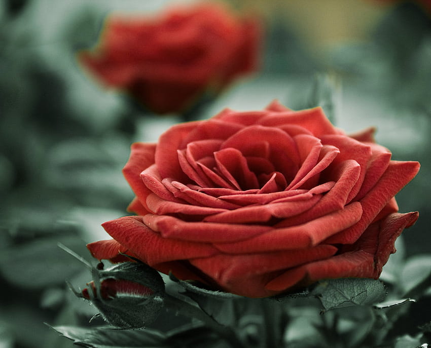 Close to you..., pain, roses, tears, dark, rose, flower, love, red, passion, flowers, memories HD wallpaper