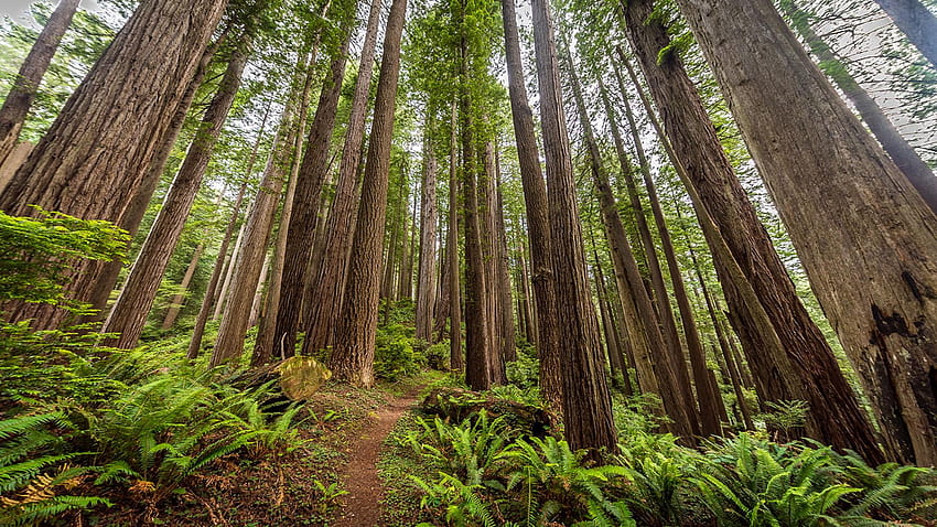 Taman Nasional dan Negara Bagian Redwood, Pemandangan Hutan Redwood Wallpaper HD