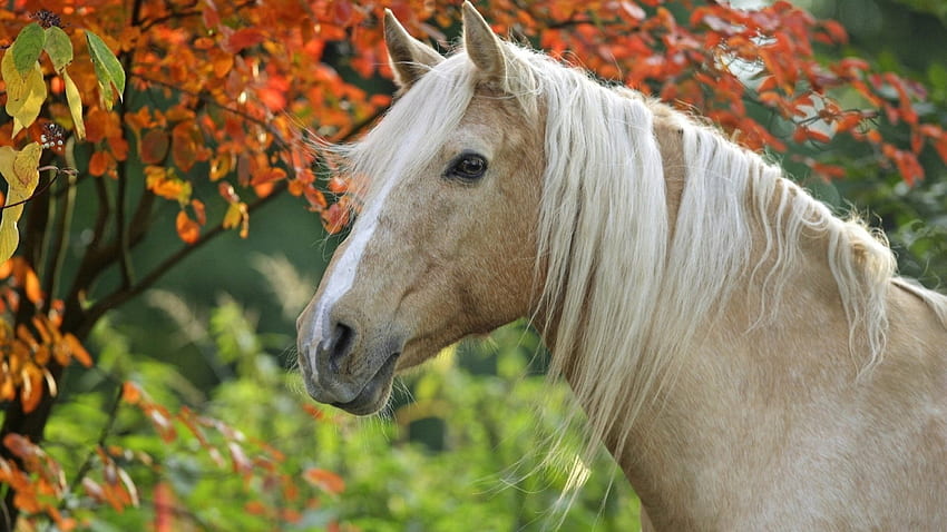 Koń, caballo, zwierzęta, cavalo Tapeta HD