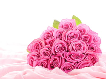 cute pink rose flowers