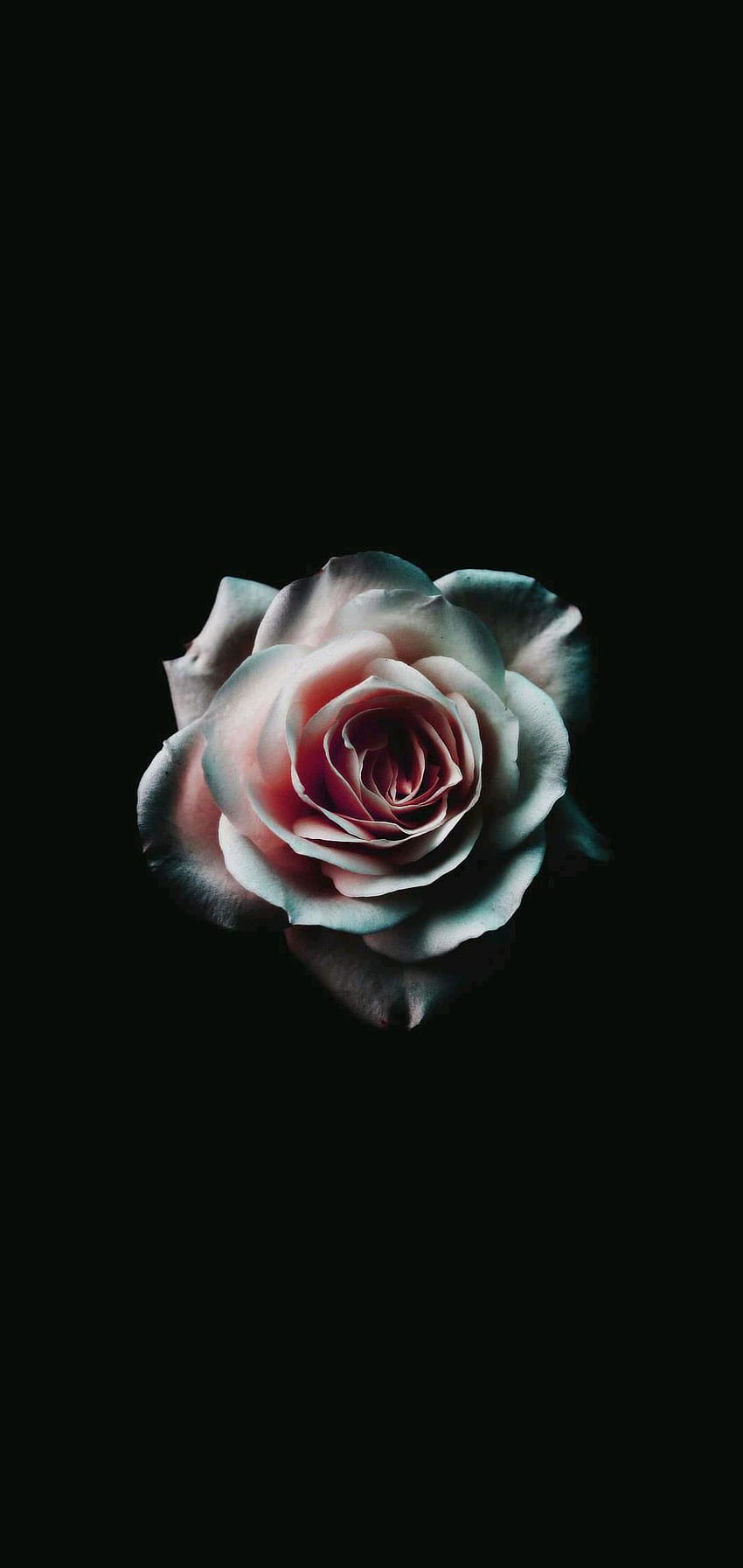 dark for mobile, garden roses, rose, white, pink, still life graphy, red, flower, rose family, hybrid tea rose, petal - kiss, Darkness Life HD phone wallpaper