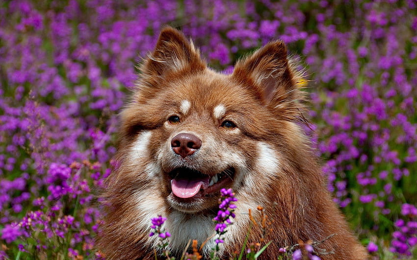 Animals, Flowers, Dog, Muzzle, Ears, Waiting, Expectation HD wallpaper