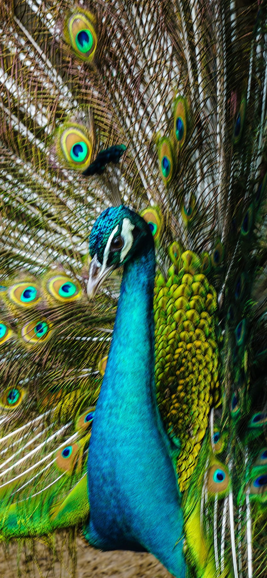 iPhone Peacock, Tail Open, Beautiful Feathers - iPhone Xs Max Peacock HD phone wallpaper