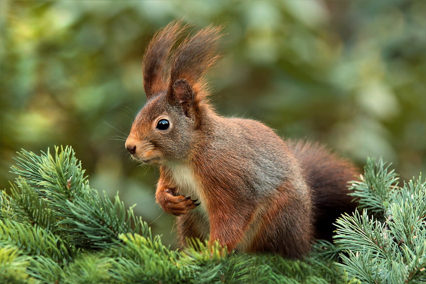 Animals, Squirrel, Blur, Smooth, Spruce, Fir HD wallpaper