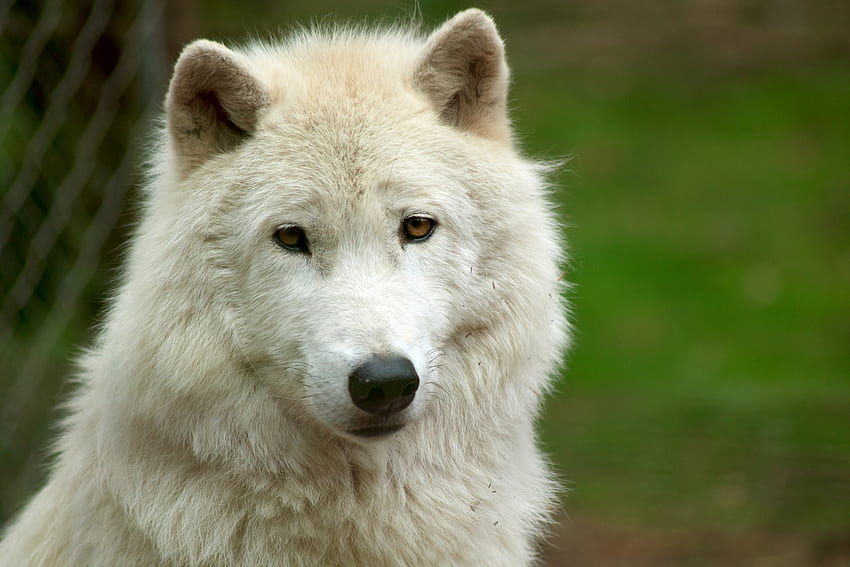 Wolf, animal, white, nature HD wallpaper