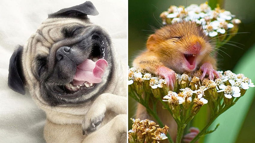 Zabawne śmiejące się zwierzęta, które sprawią, że będziesz chichotać, uśmiechnięte zwierzę Tapeta HD