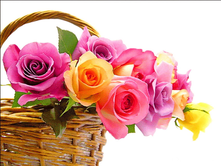 Blooms in a basket, roses, colors, gold, basket, rose, pink, green, yellow, flowers HD wallpaper