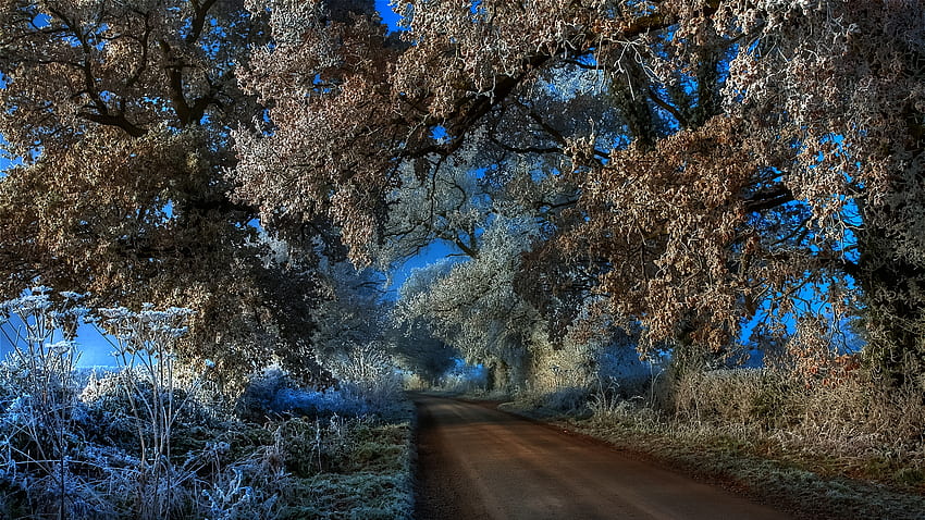 Friday's Frost ฤดูหนาว สีฟ้า น้ำค้างแข็ง ต้นไม้ สวยงาม เคลือบ วอลล์เปเปอร์ HD