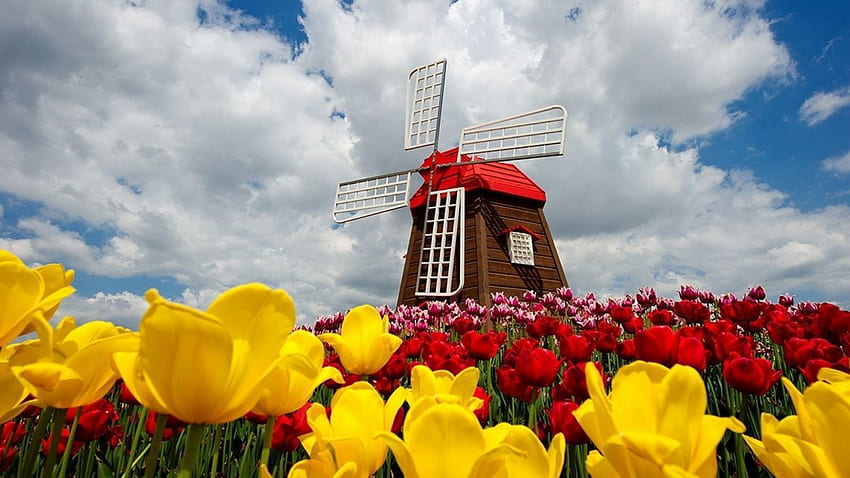 Bunte Tulpen-Feld-Natur-Windmühle, Frühlingstulpen HD-Hintergrundbild