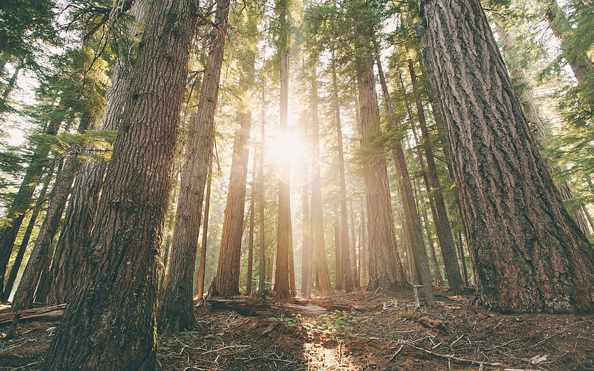 Oregon, forest, pine trees, dawn, sun rays , Minnesota Forest HD wallpaper