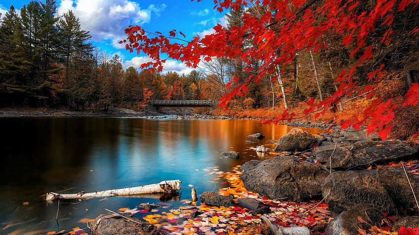 Herbstwaldbrücke, magischer Wald HD-Hintergrundbild