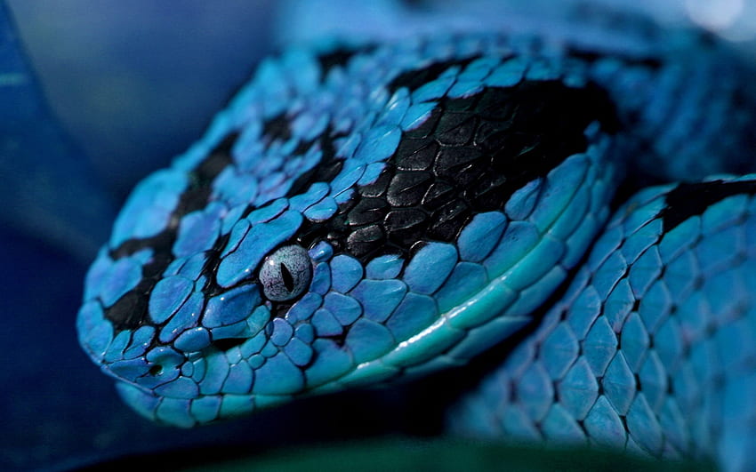 ular biru Apakah ini melompat?. Ular berbisa Wallpaper HD
