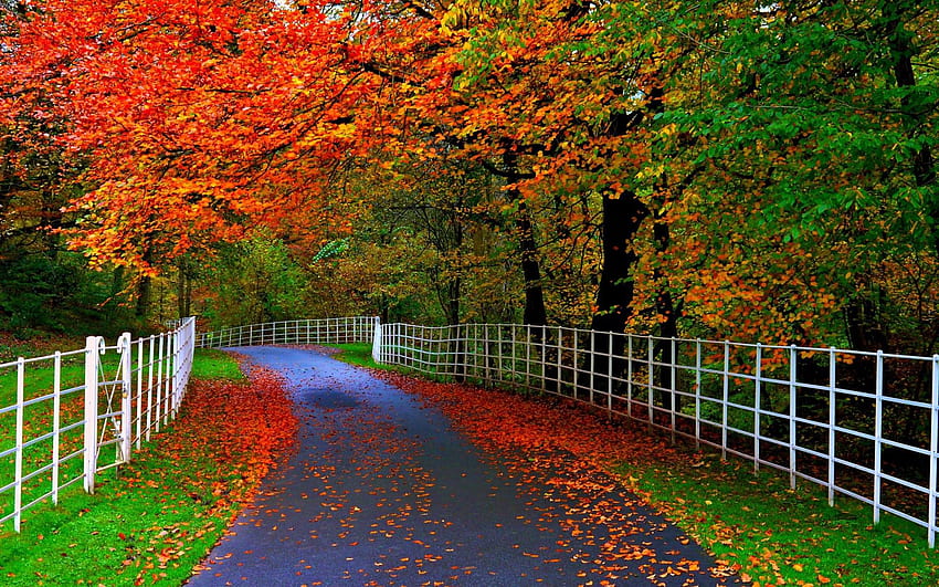 Естествена красота на есента, огради, есен, есен, държава, листа, селски, зелено, червено, дървета, алея, път, природа, гора, зеленина HD тапет