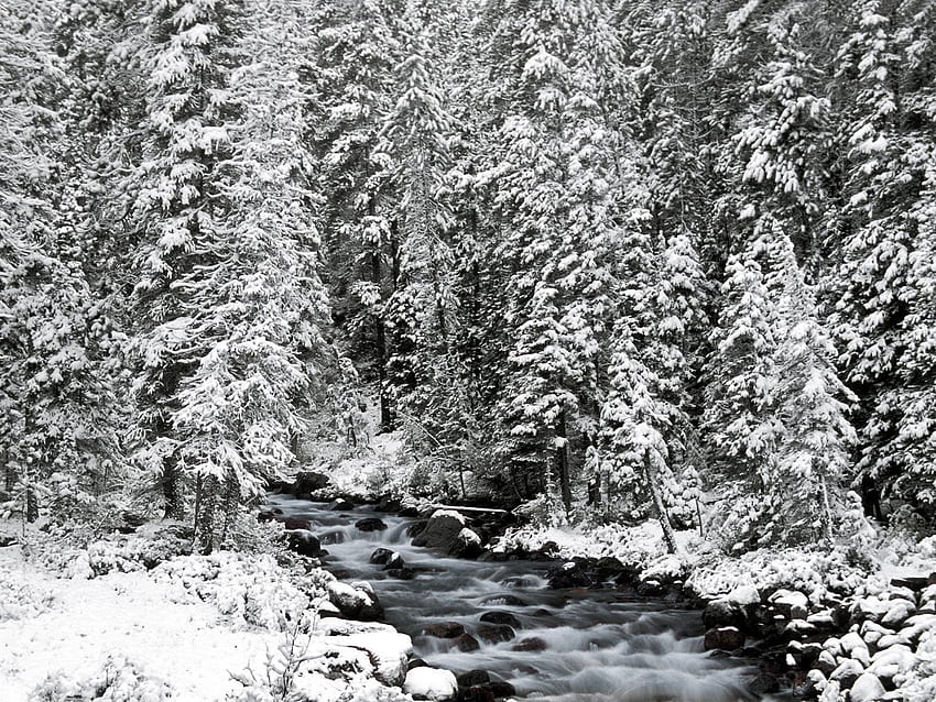Winter, Natur, Flüsse, Bäume, Steine, Schnee, Kanada, Fließen, Ate, Albert, Alberta, Banff-Nationalpark HD-Hintergrundbild