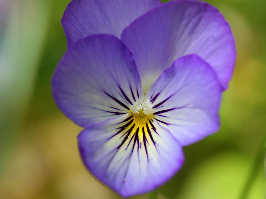 Flor de pensamiento púrpura. jpg, pensamiento, naturaleza, floración, flor fondo de pantalla