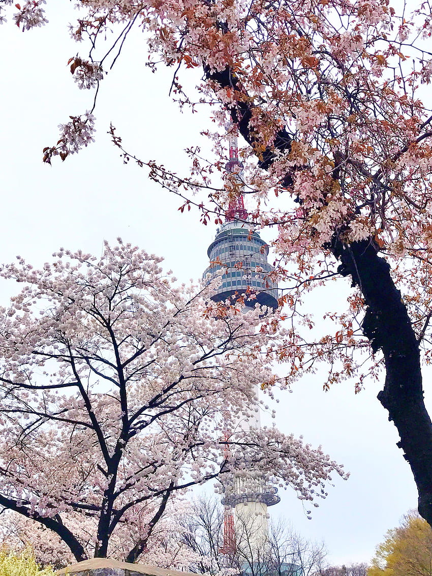 Menara Namsan dan bunga sakura wallpaper ponsel HD