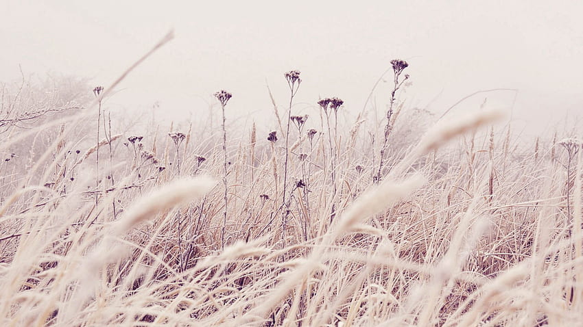 Nature, Grass, Snow, Macro, Frost, Hoarfrost, Wind HD wallpaper