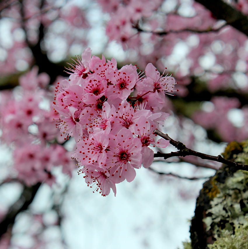 Rosa, flores de cerejeira, flor, primavera Papel de parede de celular HD