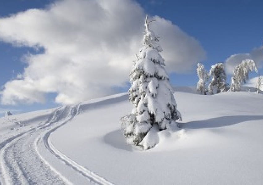 PAISAGEM NEVE, neve, frio, natureza, pinheiro HD-Hintergrundbild