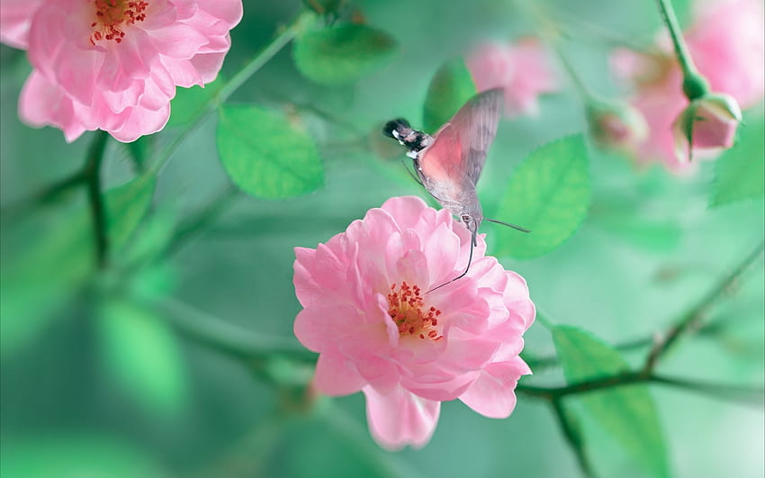 Summer rose butterfly flower green HD: Với màu hồng tươi sáng, họa tiết bướm xinh đẹp, và cánh hoa xanh tươi, hình ảnh liên quan sẽ cho bạn thấy một đại dương sinh động, tươi mới và đầy sức sống. Có thể bạn sẽ muốn \