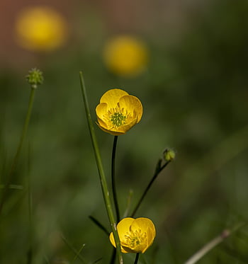 Buttercups HD wallpapers | Pxfuel