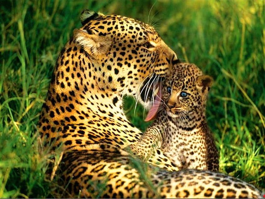 Love in the wild, spotted coats, leopard, affection, cub, green, mother, wild HD wallpaper