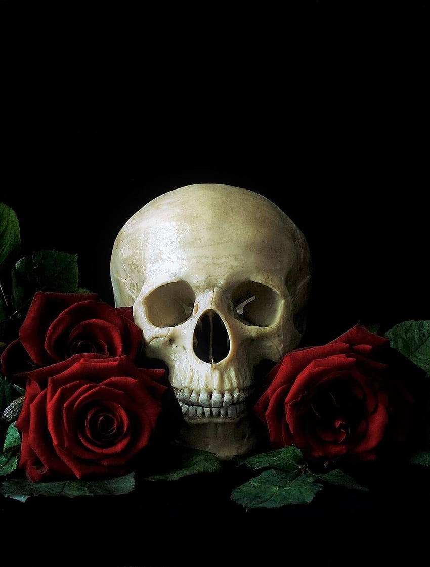 Skeletal Skull for Android, Rose Skull HD phone wallpaper