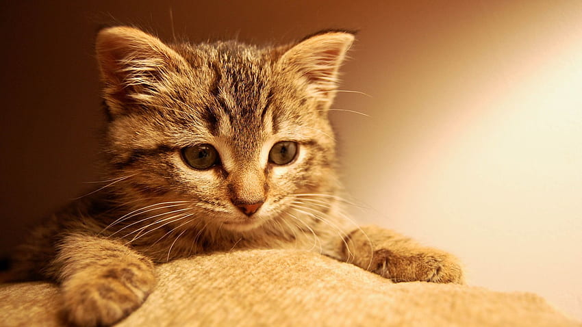 Cool Cats Without Words - Kitty Background,, Kitties HD wallpaper