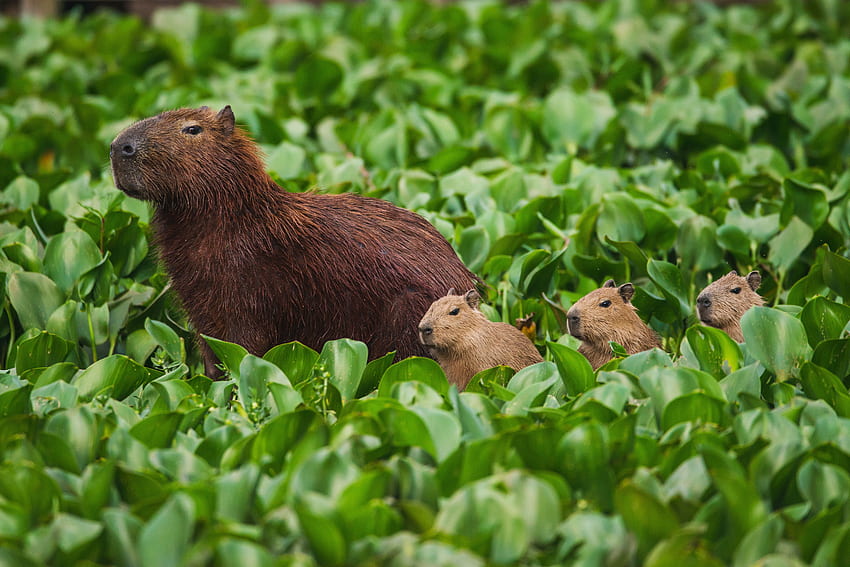 hewan di alam liar, Cute Capybara Wallpaper HD