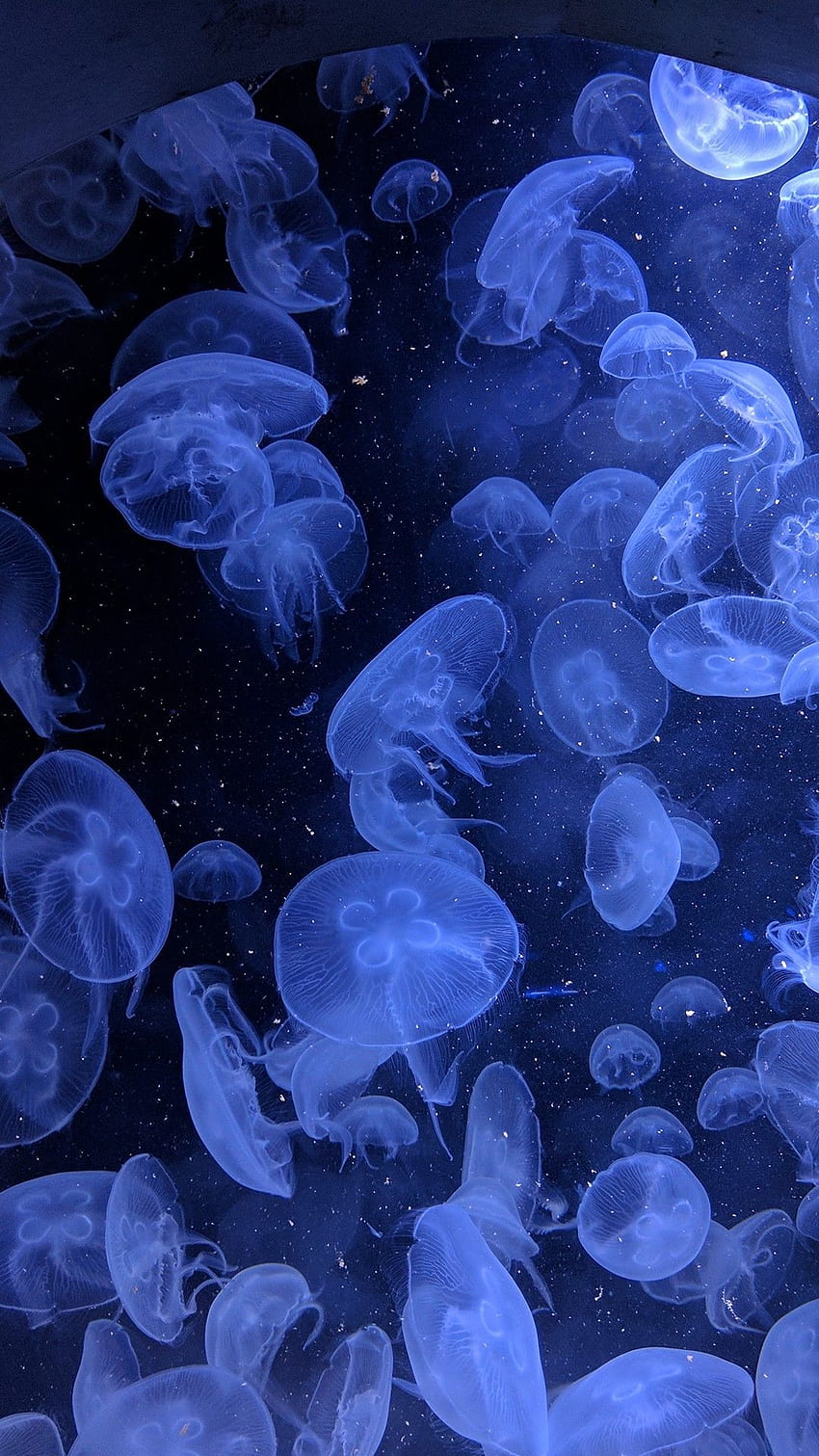 iphone medusa, azul, organismo, agua, bioluminiscencia fondo de pantalla del teléfono