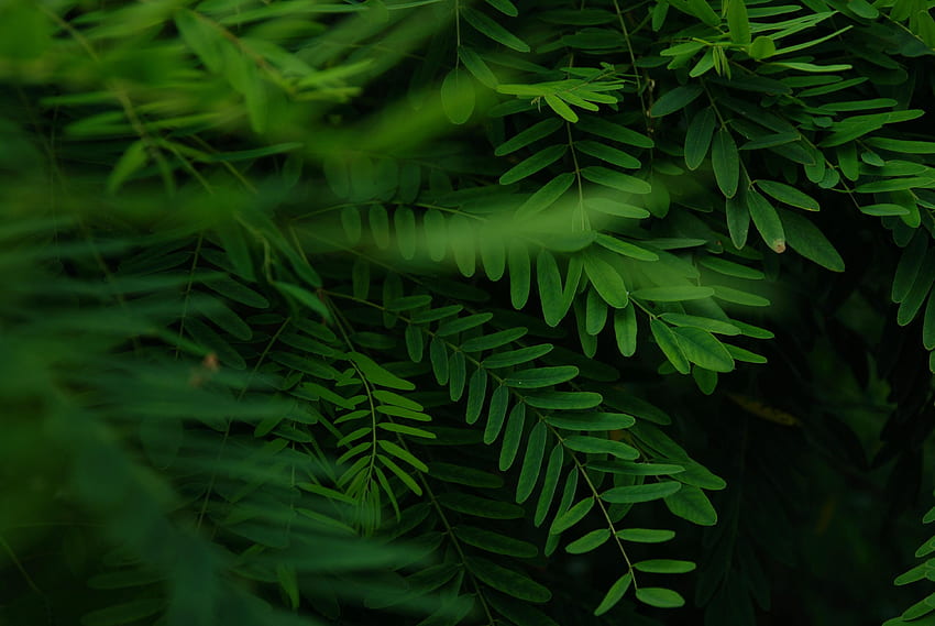 Leaves, Macro, Branches, Acacia HD wallpaper