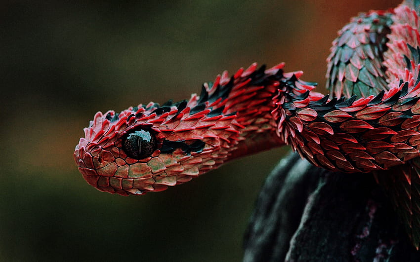 붉은 뱀 미학, 검정과 빨강 뱀 HD 월페이퍼