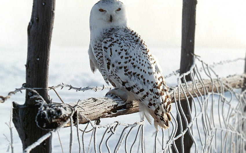 winters owl, winter, bird, owl, tree HD wallpaper