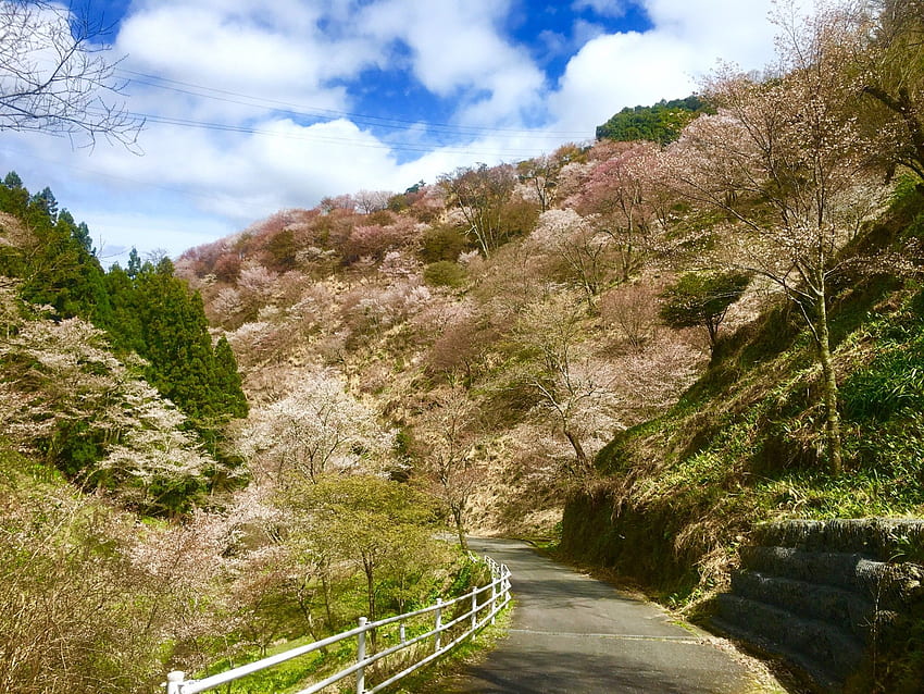 Mount Yoshino, a famous site for hiking and cherry blossoms HD wallpaper