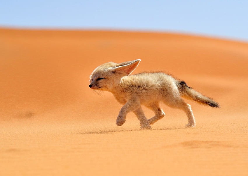 Fennec Fox and Background, Desert Fox HD wallpaper