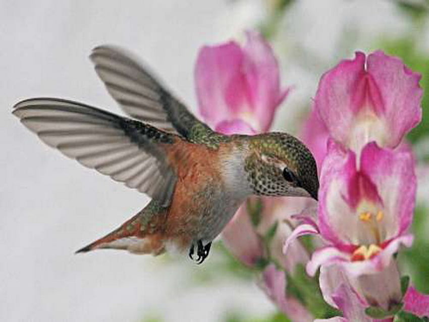 hummingbird, pink, fly, colibri, flower HD wallpaper