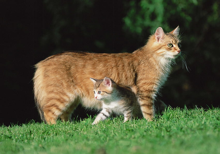 동물, 잔디, 고양이, 고양이 새끼, 새끼 고양이 HD 월페이퍼